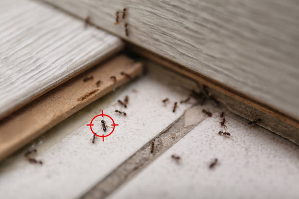 Best Bed Bug Extermination  in Lemon Grove, CA