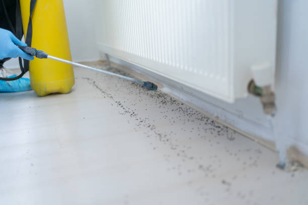 Best Rat Extermination Near Me  in Lemon Grove, CA