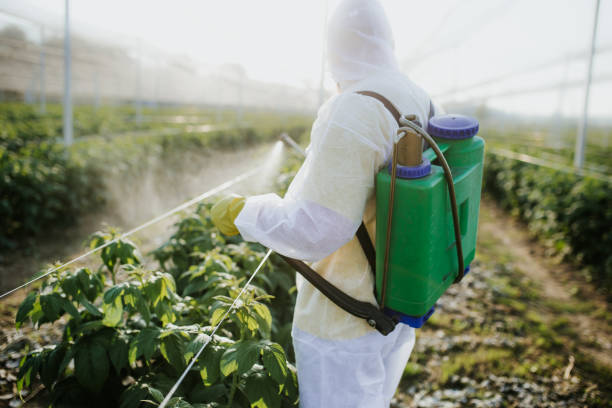 Best Emergency Pest Control  in Lemon Grove, CA